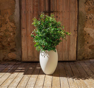 POT DE FLEURS HAUT ALOE 45 AVEC LUMIÈRE