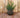 POT DE FLEURS ROND BEGONIA