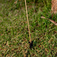 LAMPE DE JARDIN SOLAIRE À PIQUER BRUNA x1unité