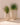 POT DE FLEURS ROND ALOE 45 - 31
