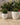 POT DE FLEURS ROND ARECA 80 - 15