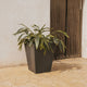 POT DE FLEURS CALÉNDULA 50 RUSTIQUE