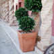 POT DE FLEURS CALÉNDULA 50 RUSTIQUE